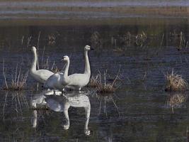 tre cigni della tundra e il loro riflesso foto