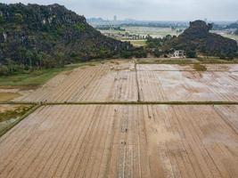 thanh pho ninh binh, vietnam, 2017- persone che piantano riso in un campo foto