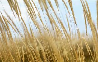 primo piano di grano in un campo foto