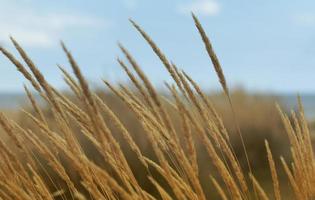 campo di grano sotto un cielo blu foto