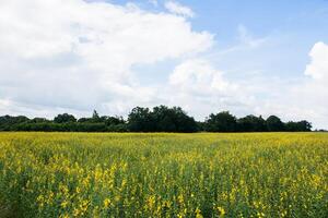 crotalaria chachoengsao farm foto