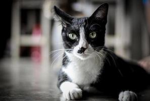 vicino su di carino gattino di uno anno vecchio. bellissimo occhi e capelli. animale domestico cura mammifero foto