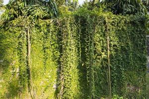 il dettaglio di verde arrampicata impianti su un' parete Maggio essere Usato come un' struttura concetto sfondo sfondo foto