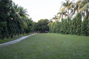 verde campo con alberi nel il parco paesaggio Visualizza foto