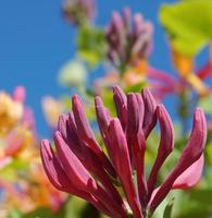 vicino su caprifoglio fiori con degno di nota bicolor fioriture di rosa e bianca. lonicera periclimeno fiori, Comune nomi caprifoglio, Comune caprifoglio, europeo caprifoglio o woodbine nel fioritura. foto