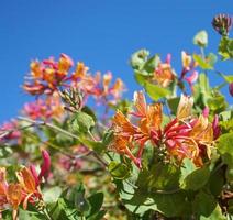 vicino su caprifoglio fiori con degno di nota bicolor fioriture di rosa e bianca. lonicera periclimeno fiori, Comune nomi caprifoglio, Comune caprifoglio, europeo caprifoglio o woodbine nel fioritura. foto