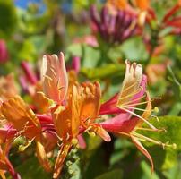 vicino su caprifoglio fiori con degno di nota bicolor fioriture di rosa e bianca. lonicera periclimeno fiori, Comune nomi caprifoglio, Comune caprifoglio, europeo caprifoglio o woodbine nel fioritura. foto