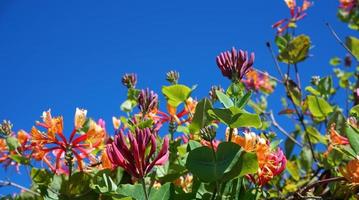 vicino su caprifoglio fiori con degno di nota bicolor fioriture di rosa e bianca. lonicera periclimeno fiori, Comune nomi caprifoglio, Comune caprifoglio, europeo caprifoglio o woodbine nel fioritura. foto