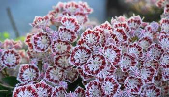 kalmia latifolia fiori con le foglie vicino su. anche conosciuto come montagna alloro, cespuglio di calicò, o spatola. foto