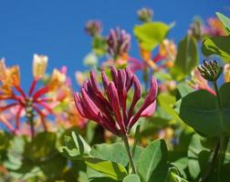 vicino su caprifoglio fiori con degno di nota bicolor fioriture di rosa e bianca. lonicera periclimeno fiori, Comune nomi caprifoglio, Comune caprifoglio, europeo caprifoglio o woodbine nel fioritura. foto