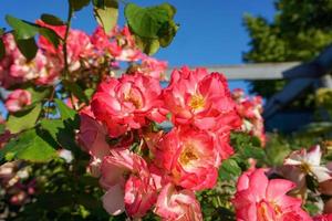 floribunda Rose nel il mattina sole vicino su. foto