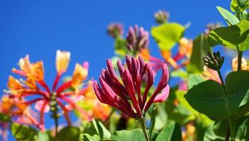 vicino su caprifoglio fiori con degno di nota bicolor fioriture di rosa e bianca. lonicera periclimeno fiori, Comune nomi caprifoglio, Comune caprifoglio, europeo caprifoglio o woodbine nel fioritura. foto