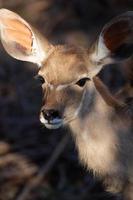 giovane kudu nel luce del sole foto