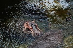 ippopotamo in acqua foto