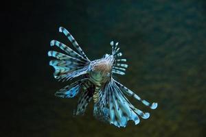 mare pesce nel il profondo, mare vita foto