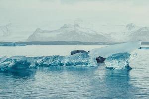 ghiacciai galleggiante su acqua paesaggio foto