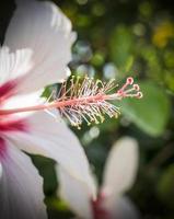 un' vicino su foto di un' bianca ibisco fiore nel Grecia