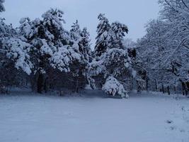 inverno natura paesaggio con bellissimo cieli e innevato alberi. natura di Ucraina. foto