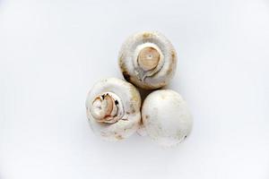 un' pochi funghi di champignons su un' bianca sfondo. simpatico champignons avvicinamento. foto