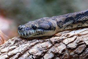 serpente vicino su ritratto foto