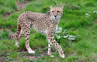 ghepardo selvaggio gatto foto