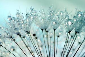 acqua goccioline su un' dente di leone orologio foto