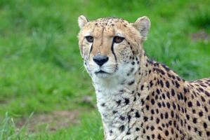 ghepardo grande gatto ritratto foto