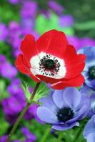 rosso anemone fiore foto