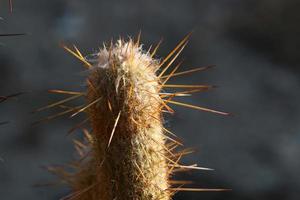 un' grande e spinoso cactus cresce nel un' città parco. foto