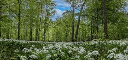 Visualizza al di sopra di un' pezzo di foresta con denso crescita di bianca fioritura selvaggio aglio nel primavera foto