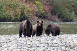 madre grizzly Marrone orso, con Due cuccioli nel bella coola foto