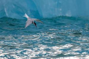 un artico sterna, a caccia nel davanti di un iceberg nel il artico foto