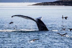 gobba balena immersione e mostrando è coda nel Britannico columbia foto