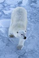 un' polare orso su mare ghiaccio nel il artico foto