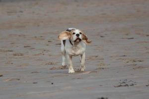 un' beagle cane giocando su il spiaggia foto