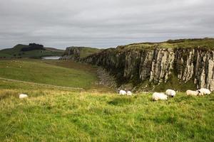 un' Visualizza di Northumberland campagna con colline, scogliere e pecora foto