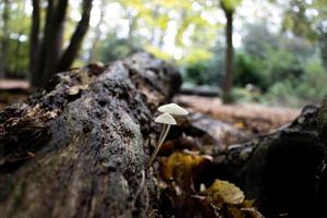 fungo in crescita su marcio legna nel il foresta foto