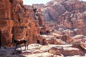 un' asino a petra nel Giordania foto