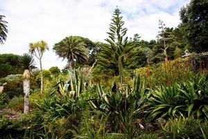 tropicale giardini con palma alberi nel funchal, Madera foto