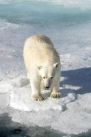 un' polare orso su mare ghiaccio nel il artico foto