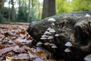 fungo in crescita su marcio legna nel il foresta foto