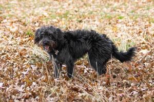 un' bordooodle cucciolo giocando nel il autunno le foglie foto