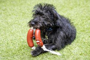 un' bordooodle cucciolo giocando nel il giardino con giocattoli foto