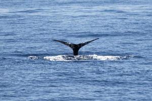 sperma balena Spettacoli coda mentre immersione nel il mare nel Madera foto