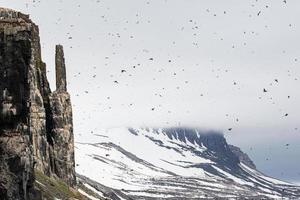 brunnich urie colonia a alkefjellet, svalbard foto