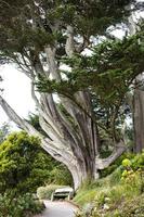 tropicale giardino nel il isole di scilly foto