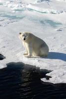 un' polare orso su mare ghiaccio nel il artico foto