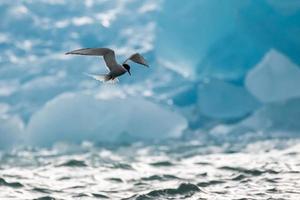 un artico sterna, a caccia nel davanti di un iceberg nel il artico foto