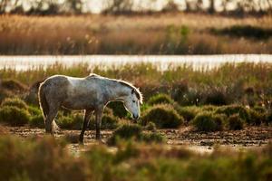 giovane cavallo bianco della camargue foto