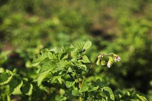 giovane Patata pianta in crescita su il suolo.patata cespuglio nel il giardino.sano giovane Patata pianta nel biologico giardino. biologico agricoltura. campo di verde Patata cespugli. Patata coleottero. selettivo messa a fuoco foto